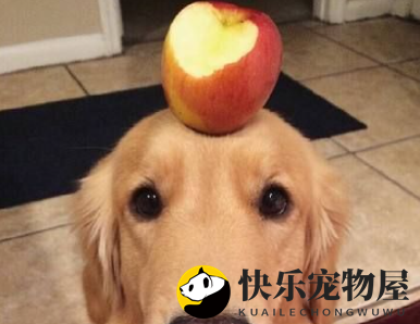 金毛毛发短的原因分析