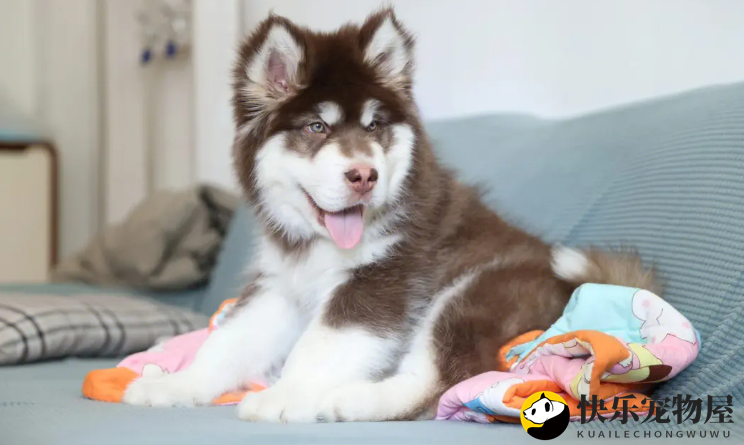 夏日阿拉斯加犬如何度过？这类雪橇犬的夏日生活如同升级！