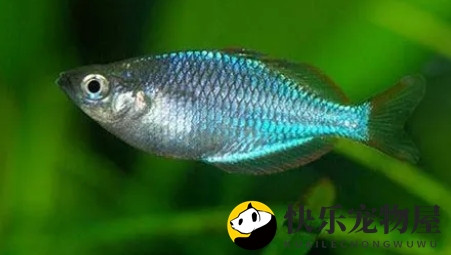 马达加斯加彩虹鱼养殖要点 水质弱碱性硬水