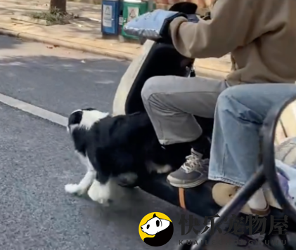 电瓶车上的狗狗，前腿一伸，奔跑模式启动！