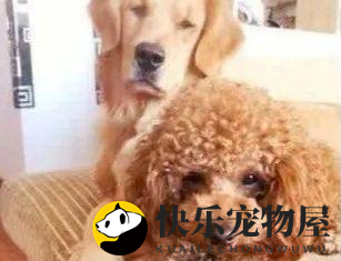 金毛遭遇泰迪“祸害”，产下一窝串串！主人一看长相：送不出去咋办