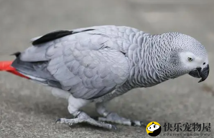 非洲灰鹦鹉认人吗？主人来看看吧
