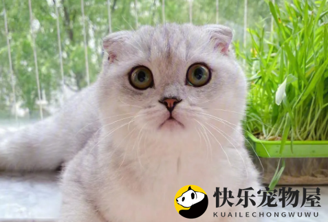 银渐层折耳猫为何不宜养？一探究竟