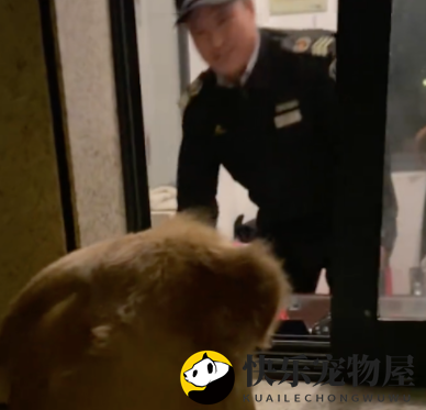 进小区时保安不给开门，他养的狗认出了自家狗！狗：快给狗哥开门
