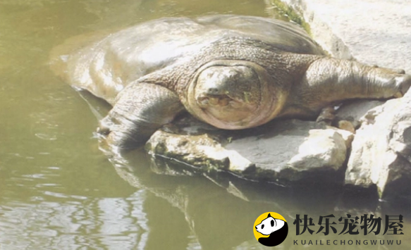 鳖中王者——鼋