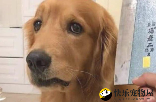 金毛实际上也不是一般人能养，这五个缺陷没法接纳，就不要养了
