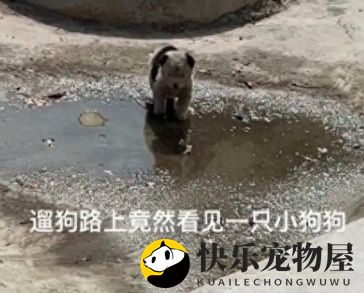 遛狗时偶遇一只脏兮兮的小狗，女生果断带回家，洗完澡后变得超萌