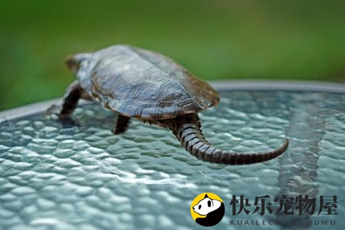 鹰嘴龟繁殖奥秘大揭秘