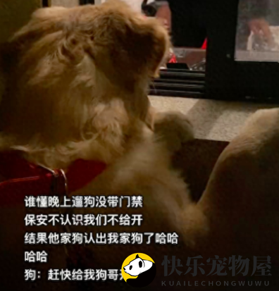 进小区时保安不给开门，他养的狗认出了自家狗！狗：快给狗哥开门
