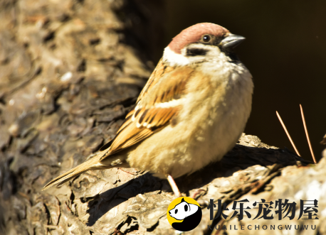 麻雀是不是候鸟