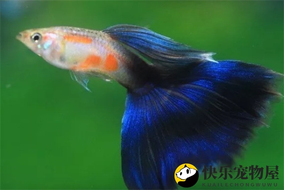 饲养孔雀鱼入门的必备条件