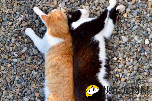 送一只猫赚8000元，“免费领养”悄然走红