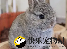 金吉拉兔养护小贴士——兔笼清洁