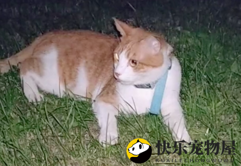 遛狗时偶遇一只戴手表的猫咪，它会给主人打电话吗？