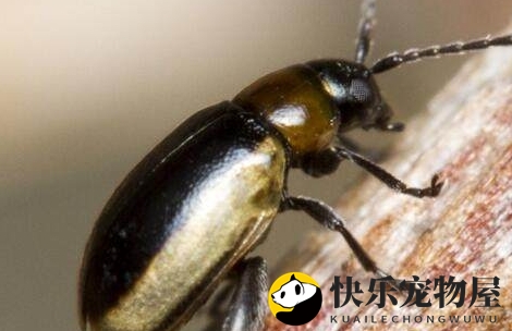 金龟子的食性揭秘与天敌分析