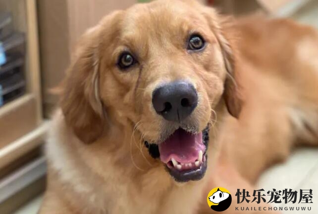 揭秘金毛眼色，本文为您揭晓