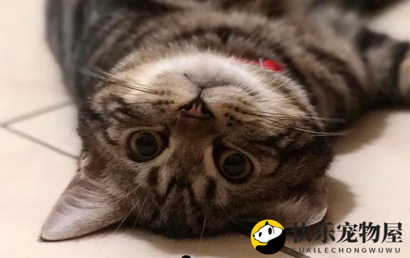 主子献吻被拒，机智反击只为得到一吻，喵：你拿不走我的心！