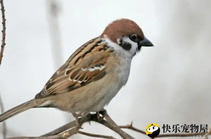 麻雀入宅预示何意