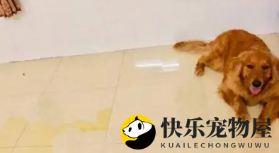金毛在“圈地”，家中处处都是它的领地，显得颇为得意