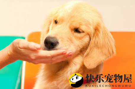 金毛狗名字大全，免费分享~