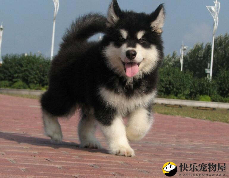 阿拉斯加幼犬如何产生泪痕？如何去除泪痕？