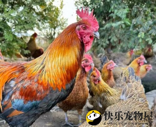 鸡肉为什么是红色的