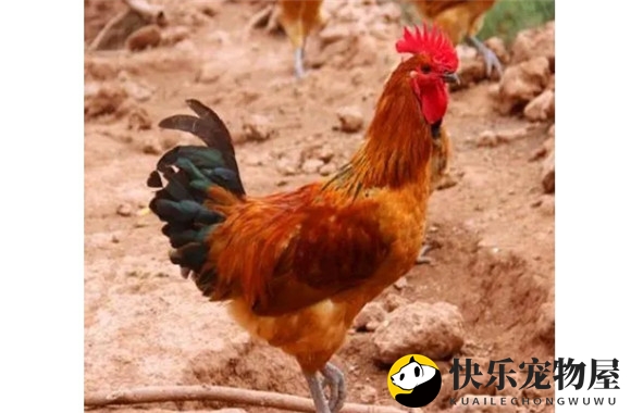 鸡站立困难的原因