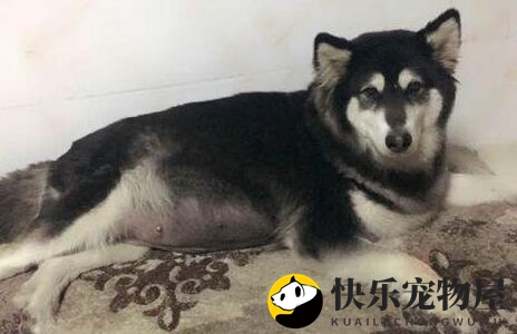 阿拉斯加怀孕多长时间显肚子