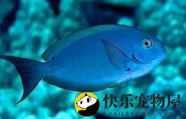 汤臣吊饮食攻略，营养搭配是关键！