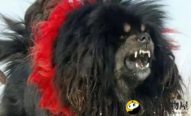 鬼獒的攻击性是藏獒的几十倍，遇上巨型比特犬谁能笑到最后？