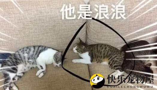 不请自来成新宠，饲主客厅惊见：我家只养2只猫啊