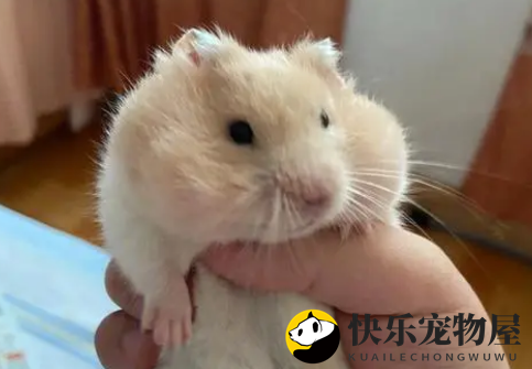 金丝熊的产后护理 金丝熊产后的注意事项
