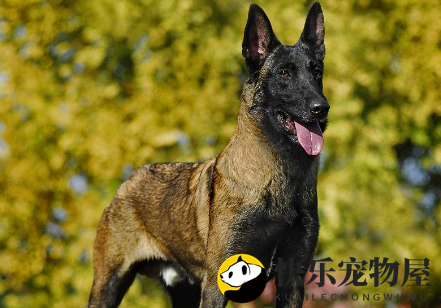 马利诺斯犬好养吗？来了解下吧