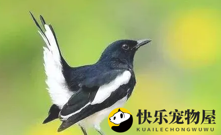 如何辨别鹊鸲的雌雄