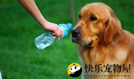 金毛尿频原因分析与处理