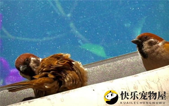 一探究竟：麻雀的繁殖过程