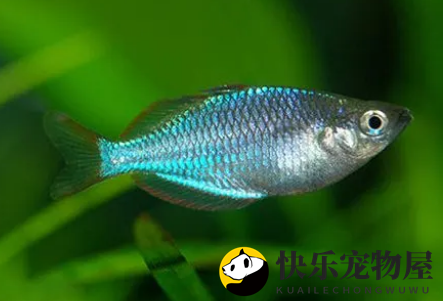 马达加斯加彩虹鱼养殖要点 水质弱碱性硬水