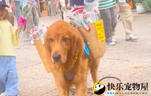 金毛自己背着鲜花到景区里卖，引得众人围观买花！