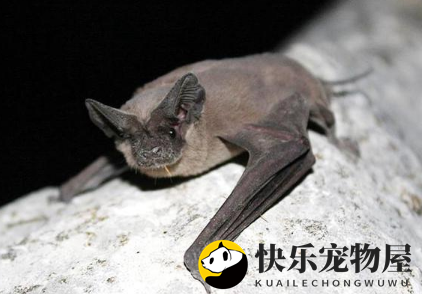 遇见蝙蝠有何寓意