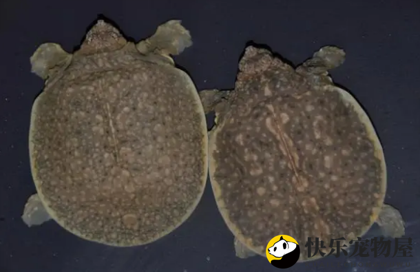 鳖中王者——鼋