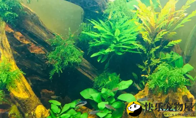 鱼缸中氧气的作用，了解的越多，实用性就越强，减少鱼病的发生。