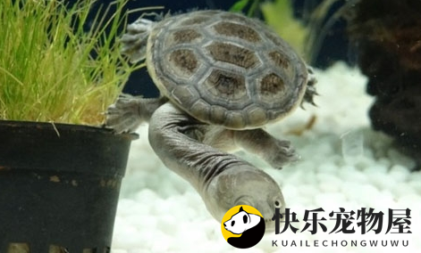 揭秘长颈龟繁殖之谜，快来一睹为快！