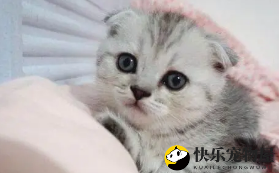 银渐层折耳猫不宜养，关注它们的健康