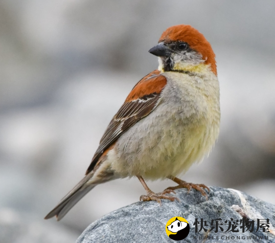 麻雀价格揭秘