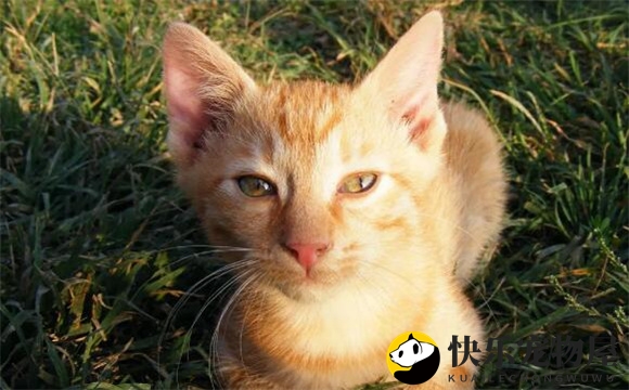 适合新手养的猫品种有哪些？