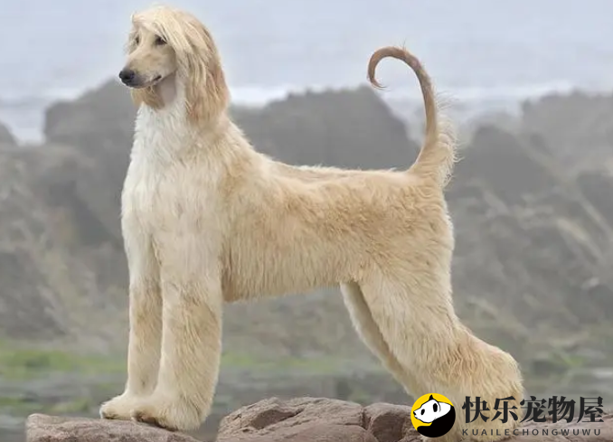 阿富汗猎犬如何喂养？饲养须知~