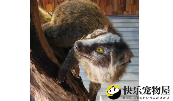 麝香猫：自然界的艺术品
