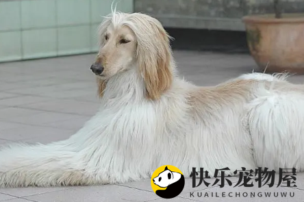 阿富汗猎犬别名？阿富汗猎犬又名喀布尔犬