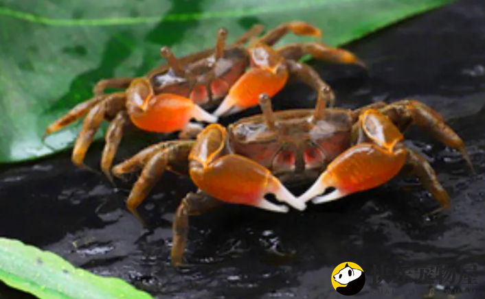 迷你辣椒蟹饮食揭秘
