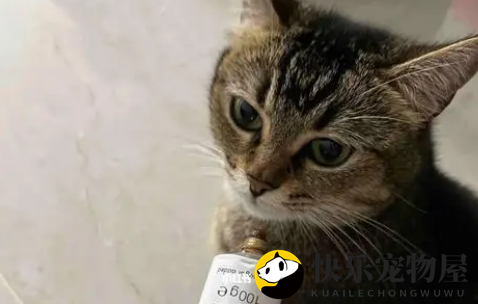 魔方化毛膏：轻松解决猫咪毛球问题